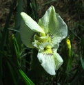 Iris pseudacorus forme blanche