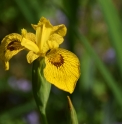 Iris pseudacorus 'Spartacus'