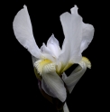 Iris purpureobractea CBTR605