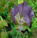 Iris reichenbachiana