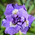 Iris sibirica 'Double Standard'