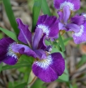Iris sibirica 'Jewelled Crown'