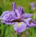 Iris sibirica 'Rigamarole'