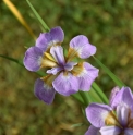 Iris sibirica 'Rikugi Sakura'