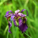 Iris sibirica 'Ruby Wine'