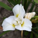 Iris sibirica 'White Swirl'