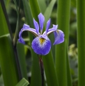 Iris x robusta 'Gerald Derby' 