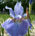 Iris sibirica 'Welcome Return'