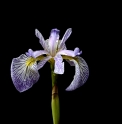 Iris versicolor 'Whodunit'