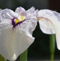 Iris  x pseudata 'Himebotaru'