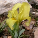 Iris lutescens 