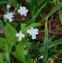 Iris japonica MLCH1464