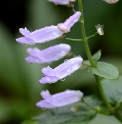 Isodon longitubus 'Pink form'