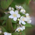 Jamesia americana