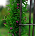 Jasminum beesianum