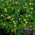 Jasminum parkeri