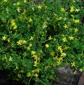 Jasminum parkeri