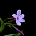 Jasminum x stephanense 