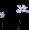 Jeffersonia dubia