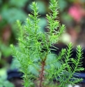 Juniperus polycarpos