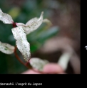 Kadsura japonica 'Beni Fubuki'