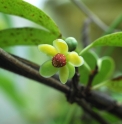 Kadsura japonica 'Shiromi' (White Fruit)