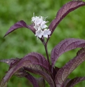 Keiskea japonica 'Pink form'