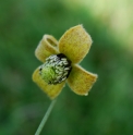 Clematis ladakhiana