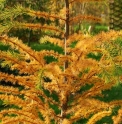 Larix kaempferi JP3190