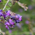 Lespedeza bicolor