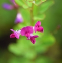 Lespedeza bicolor 'Yakushima'