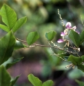 Lespedeza buergeri