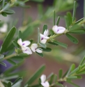 Lespedeza cuneata