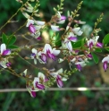 Lespedeza thunbergii 'Edo Shibori'