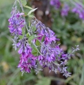 Lespedeza thunbergii 'Gibraltar'