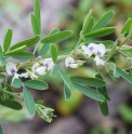 Lespedeza inschanica JP4933