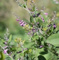 Lespedeza liukiuensis 'Little Volcano'