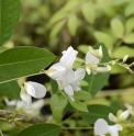 Lespedeza thunbergii 'White Fountain'