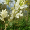 Lespedeza tomentosa