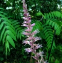 Leucosceptrum japonicum (Mont Hikosan)