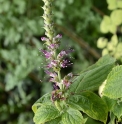 Leucosceptrum stellipilum var.formosanum