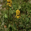 Ligularia heterophylla KZ3994