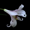 Lilium japonicum