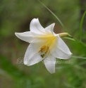 Lilium wallichianum