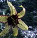 Lilium nepalense 