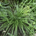 Liriope gracilis
