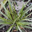 Liriope muscari 'Variegata'