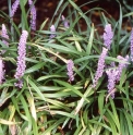 Liriope muscari