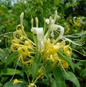 Lonicera affinis JP82
