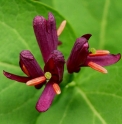 Lonicera chamissoi RU4486